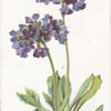 Primula capitata.