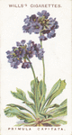 Primula capitata.