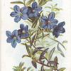 Gromwell.
