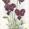 Graceful pansy.