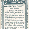 Graceful pansy.