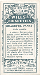 Graceful pansy.