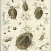 Fig. 1. a. b. c. d. e. f. g. Verschiedene geschwänzte zackige Wasserflöhe...