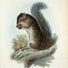 Sciurus Colliei.