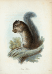 Sciurus Colliei.