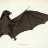 Pteropus pselaphon.