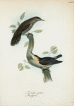 1. Troglodytes spilurus; 2.  Sitta pygmæa.