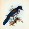 Garrulus Californicus.