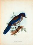 Garrulus Californicus.