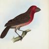Coccothraustes ferreorostris.