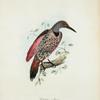 Colaptes collaris.