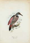 Colaptes collaris.