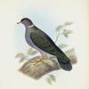 Columba monilis.