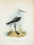 Recurvirostra occidentalis.