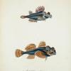 1. Aspidophorus quadricornis; 2. Cottus diceraus.