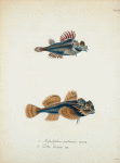 1. Aspidophorus quadricornis; 2. Cottus diceraus.