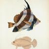 1. Heniochus chrysostomus;  2. Julis bifer.