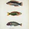 1. Julis pæcila; 2.  Julis lutescens; 3. Scarus? quinque-vittatus.
