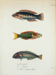 1. Julis pæcila; 2.  Julis lutescens; 3. Scarus? quinque-vittatus.
