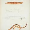 1. Ophidium stigma; 2. Cybium Sara; 3. Eleotris longipinnis; 4. Ophisurus semi-cinctus.