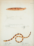 1. Ophidium stigma; 2. Cybium Sara; 3. Eleotris longipinnis; 4. Ophisurus semi-cinctus.