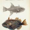 1. Syngnathus perlatus; 2. Balistes Willughbeii; 3. Balistes sesquilineatus.