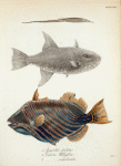 1. Syngnathus perlatus; 2. Balistes Willughbeii; 3. Balistes sesquilineatus.
