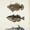 1. Monacanthus spilosoma; 2. Balistes aculeatus; 3. Callorhynchus Smythii.