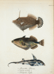 1. Monacanthus spilosoma; 2. Balistes aculeatus; 3. Callorhynchus Smythii.