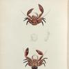 Porcellana coccinea.
