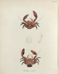 Porcellana coccinea.