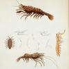 1. Crangon salebrosus; 2. Hippolite armata; 3. Squilla ciliata; 4. Idotea bicuspida.