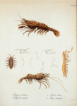 1. Crangon salebrosus; 2. Hippolite armata; 3. Squilla ciliata; 4. Idotea bicuspida.