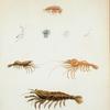 1. Crangon lar; 2. Hippolite cornuta; 3.  Hippolite palpator; 4. Gammarus tythlops.