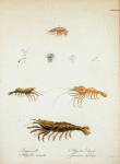 1. Crangon lar; 2. Hippolite cornuta; 3.  Hippolite palpator; 4. Gammarus tythlops.