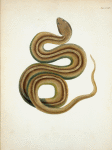 Coluber (natrix) subcarinata.