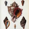 1. Murex brassica; 2. Conus interruptus; 3. Conus Solandri; 4. Murex vitulinus; 5. Conus cylindraceus; 6. Murex vitulinus.