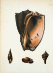 1. Pyrula patula, adult ; 2. Mitra Chinensis; 3. Pyrula patula, young; 4. Helix luhuana.