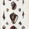1. Pleubotoma cingulifera; 2. Helix mandarina;  3. Natica clausa; 4. Pleurotoma albina; 5. Harpa rosea crenata; 6, 7. Cypræa spurca, var. ; 8. Pleurotoma cryptorraphe; 9. Pleurotoma marmorata;  10. Pyrila patula, young; 11. Margarita striata; 12. Littorina squalida; 13. Natica otis; 14. Trochiscus Norrisii; 15. Natica pallida.