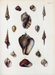 1. Pleubotoma cingulifera; 2. Helix mandarina;  3. Natica clausa; 4. Pleurotoma albina; 5. Harpa rosea crenata; 6, 7. Cypræa spurca, var. ; 8. Pleurotoma cryptorraphe; 9. Pleurotoma marmorata;  10. Pyrila patula, young; 11. Margarita striata; 12. Littorina squalida; 13. Natica otis; 14. Trochiscus Norrisii; 15. Natica pallida.