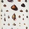 1. Littorina irrorata; 2. Helix rosacea; 3. Helix mandarina; 4. Partula faba; 5. Helix despecta; 6. Helix Fraseri; 7. Helix speciosa; 8. Bulinus opalinus; 9. Helix virgulata; 10. Helix inversicolor; 11. Paludina unicolor; 12. Bulinus scalariformis;  13. Bulini Guadaloupensis, var alba; 14. Bulinus vittatus; 15. Bulinus rosaceus; 16. Bulinus melo; 17. Bulinus conspersus; 18. Chilina ovalis; 19. Chilina fluviatilis; 20. Bulinus mutabilis; 21. Helicina goniostoma; 22. Helicina globosa; 23. Helicina festiva; 24. Helicina oxytropis; 25. Helicina maugeriæ; 26. Helicina solidula;  27. Auricula pallida; 28. Melampus pallescens; 29. Cyclostoma immaculatum; 30. Cyclostoma albicans; 31. Cyclostoma filosum; 32. Cyclostoma Brasiliense.