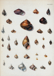 1. Littorina irrorata; 2. Helix rosacea; 3. Helix mandarina; 4. Partula faba; 5. Helix despecta; 6. Helix Fraseri; 7. Helix speciosa; 8. Bulinus opalinus; 9. Helix virgulata; 10. Helix inversicolor; 11. Paludina unicolor; 12. Bulinus scalariformis;  13. Bulini Guadaloupensis, var alba; 14. Bulinus vittatus; 15. Bulinus rosaceus; 16. Bulinus melo; 17. Bulinus conspersus; 18. Chilina ovalis; 19. Chilina fluviatilis; 20. Bulinus mutabilis; 21. Helicina goniostoma; 22. Helicina globosa; 23. Helicina festiva; 24. Helicina oxytropis; 25. Helicina maugeriæ; 26. Helicina solidula;  27. Auricula pallida; 28. Melampus pallescens; 29. Cyclostoma immaculatum; 30. Cyclostoma albicans; 31. Cyclostoma filosum; 32. Cyclostoma Brasiliense.