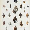 1. Turbo niger;  2. Narica depressa; 3. Nassa xanthostoma; 4. Ricinula elegans; 5. Mitra retusa;  6. Buccinum angulosum; 7. Mitra striata; 8. Littorina Peruviana; 9. Columbella costellata; 10. Oliva semistriata; 11. Columbella marmorata; 12. Fusus Buccineus; 13. Fusus lamellosus; 14. Fusus pallidus; 15. Pyrula subrostrata; 16. Pollia scabra; 17. Harpa minor b. gracilis; 18. Ranella lævigata; 19. Buccinum tenue; 20. Marginella pulchra; 21. Oliva gracilis; 22. Conus arcuatus; 23. Oliva undatella; 24. Oliva leucozonias; 25. Oliva zonalis; 26. Oliva undata; 27. Oliva undatellla.