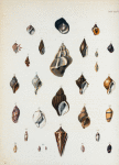 1. Turbo niger;  2. Narica depressa; 3. Nassa xanthostoma; 4. Ricinula elegans; 5. Mitra retusa;  6. Buccinum angulosum; 7. Mitra striata; 8. Littorina Peruviana; 9. Columbella costellata; 10. Oliva semistriata; 11. Columbella marmorata; 12. Fusus Buccineus; 13. Fusus lamellosus; 14. Fusus pallidus; 15. Pyrula subrostrata; 16. Pollia scabra; 17. Harpa minor b. gracilis; 18. Ranella lævigata; 19. Buccinum tenue; 20. Marginella pulchra; 21. Oliva gracilis; 22. Conus arcuatus; 23. Oliva undatella; 24. Oliva leucozonias; 25. Oliva zonalis; 26. Oliva undata; 27. Oliva undatellla.
