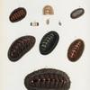 1. Chiton Hennahi; 2. Chiton Janeirensis; 3. Chiton punctulatissimus; 4. Chiton albo-lineatus; 5.  Chiton granosus; 6. Chiton Coquimbensis; 7. Chiton setiger; 8. Chiton aculeatus.