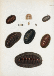 1. Chiton Hennahi; 2. Chiton Janeirensis; 3. Chiton punctulatissimus; 4. Chiton albo-lineatus; 5.  Chiton granosus; 6. Chiton Coquimbensis; 7. Chiton setiger; 8. Chiton aculeatus.