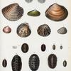 1, 2. Pecten pulcherrimus; 3. Venus gnidia;  4. Glauconome chinensis; 5.  Tellina edentula; 6. Tellina inconspicua; 7. Venus tricolor; 8. Venus neglecta; 9. Venus decorata; 10. Chiton Barnesii; 11.  Chiton platymerus; 12. Chiton undulatus; 13. Chiton stramineus; 14. Chiton vestitus; 15. Chiton tunicatus; 16. Chiton articulatus; 17. Chiton setosus; 18. Chiton rugulatus.