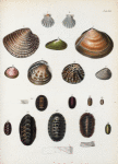 1, 2. Pecten pulcherrimus; 3. Venus gnidia;  4. Glauconome chinensis; 5.  Tellina edentula; 6. Tellina inconspicua; 7. Venus tricolor; 8. Venus neglecta; 9. Venus decorata; 10. Chiton Barnesii; 11.  Chiton platymerus; 12. Chiton undulatus; 13. Chiton stramineus; 14. Chiton vestitus; 15. Chiton tunicatus; 16. Chiton articulatus; 17. Chiton setosus; 18. Chiton rugulatus.
