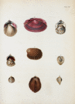 1. Cardium fimbriatum; 2.  Tellinides purpureus; 3. Pectunculus inæqualis; 4. Cardita crassa; 5. Cardium biangulatum; 6. Cardium dionæum; 7. Cardium Panamense.