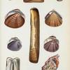 1. Arca gradata; 2. Solen acutidens; 4. Solen gladiolus; 5. Cytherea biradiata; 6. Cytherea planulata; 7. Cytherea rosea; 8. Pullastra nebulosa; 9. Chama echinata.